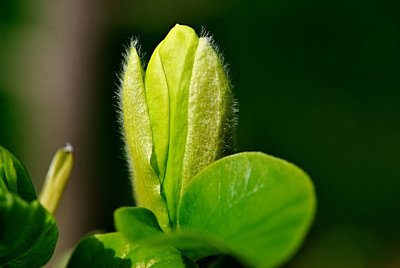 Magnolia x denudata 'Yellow River' - šácholan obnažený 'Yellow River' - pupen (poupě)